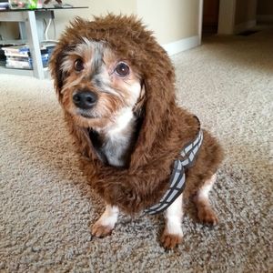 Star Wars Chewbacca Halloween Dog Costume